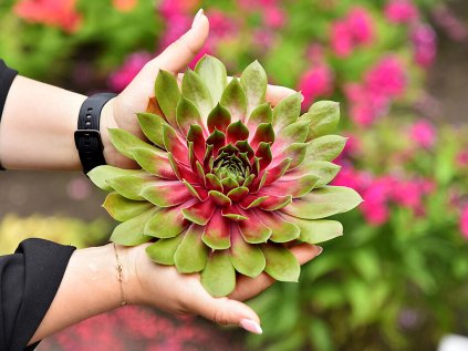bigsam pink pomelo sempervivum hybrida 74551 1