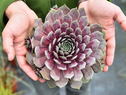 bigsam purple quartz sempervivum hybrida 74543 1