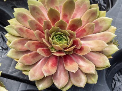 6198 bigsamred mellow sempervivum hybrida 76114 1