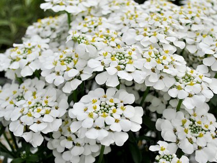 6201 iberis masterpiece 5