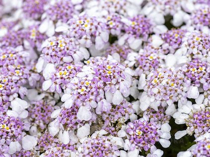 6204 iberis pink ice 4