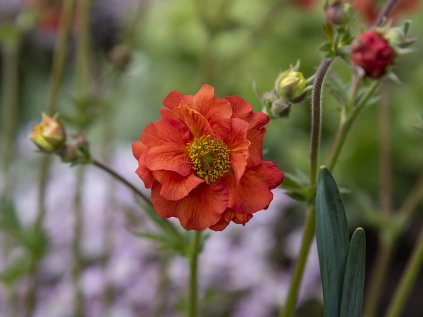 6207 tempest scarlet geum hybrida 74856 1