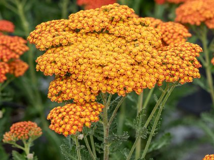 6213 sassy summer sunset achillea millefolium 75497 1
