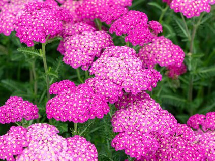 6216 skysail bright pink achillea millefolium 75488 1