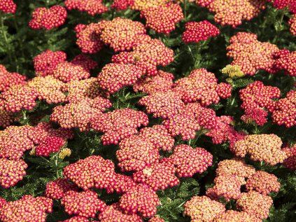 skysail fire achillea millefolium 75486 1