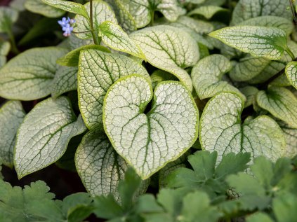 little heart brunnera macrophylla 70493 1