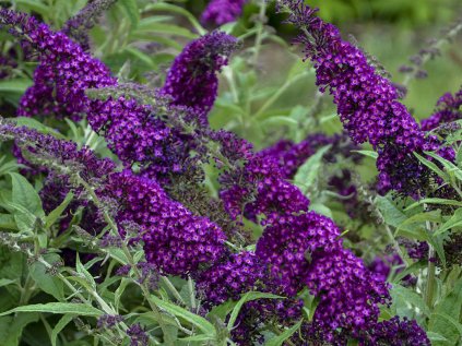 magenta munchkin buddleja davidii 75415 1