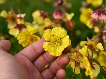 6228 massimo giallo geum hybrida 74914 1