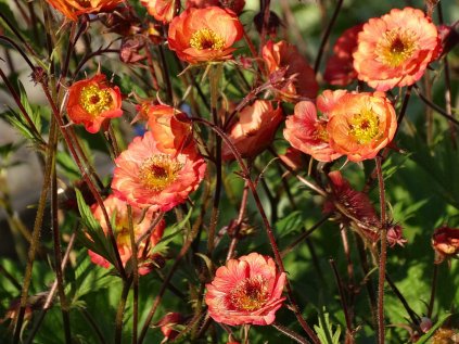 6231 nonna geum hybrida 75078 1