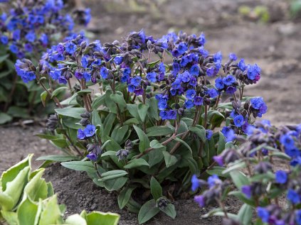 6234 blue ensign pulmonaria hybrida 79496 2