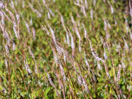 alba persicaria amplexicaulis 71446 1