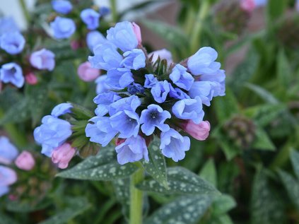 6240 twinkle toe pulmonaria hybrida 79497 1
