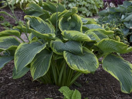 6243 shadowland wu la la hosta 73895 1