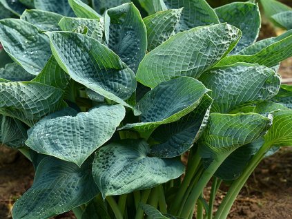 6246 big daddy hosta 73884 1