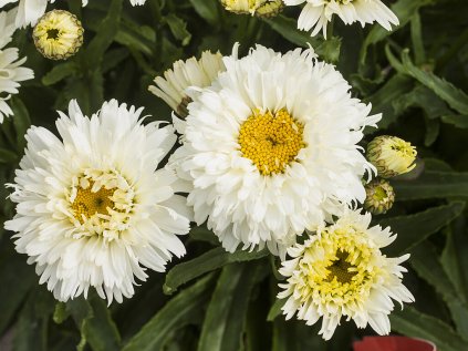 6252 macaroon leucanthemum x superbum 74471 1