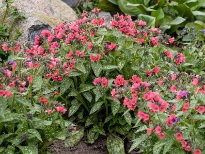 shrimps on the barbie pulmonaria hybrida 74859 1