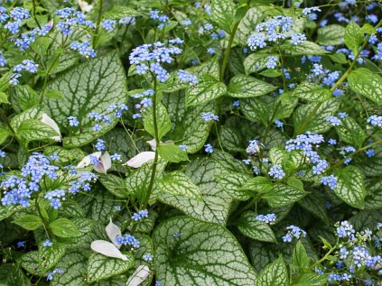 brunnera alexanders great