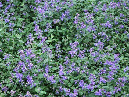 nepeta Junior Walker