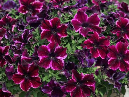 Crazytoonia Cosmic Pink