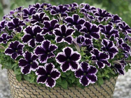 Crazytoonia Cosmic Violet