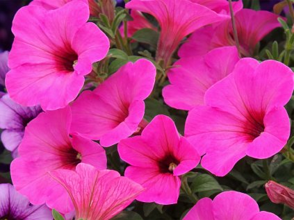 Spice Pearls bright pink