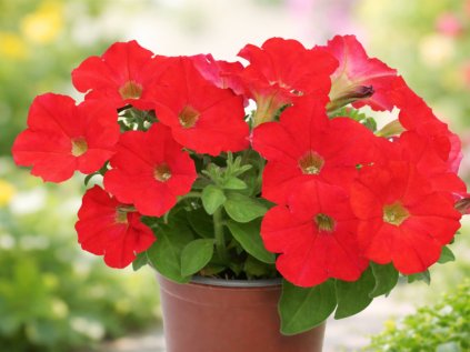 Spice Pearls bright Red