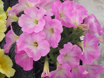 Spice Pearls Light pink