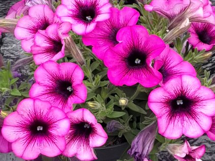 Spice Pearls magenta dark eye