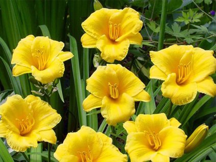 3564 denivka stella de oro