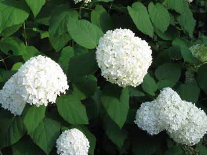 4122 hydrangea arborescens annabelle