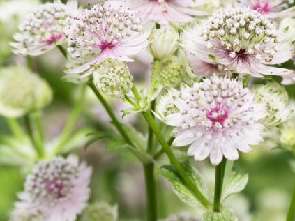 5927 astrantia major resized