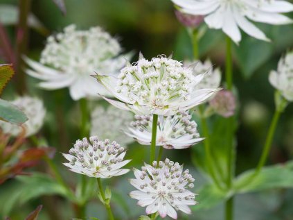 3480 jarmanka vetsi alba