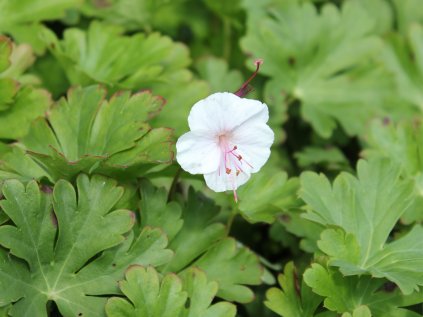 4999 geranium biokovo