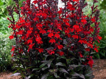 3051 lobelka nadherna starship scarlet