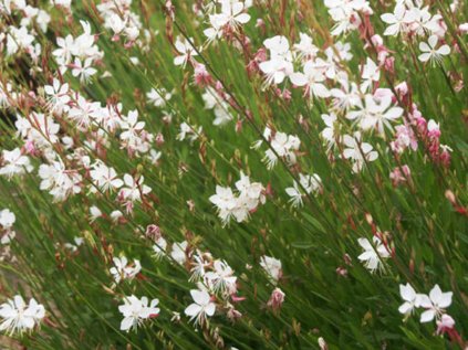 2997 svickovec lindheimeruv whirling butterflies