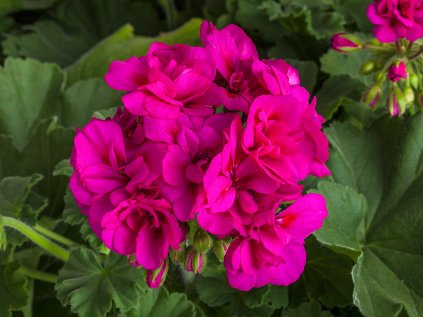 Pelargonium CalliopeM Violet