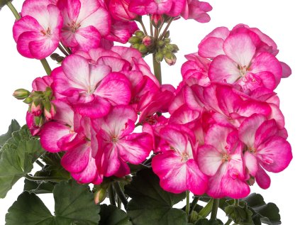 4863 pelargonium bunny strawberry ice