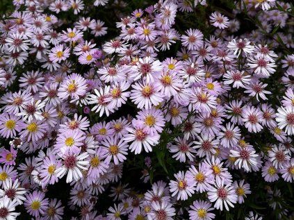 5683 aster ericoides pink cloud
