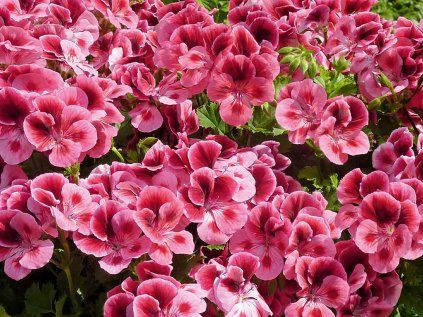 Candy Pink With eye