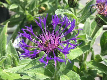 4497 centaurea montana
