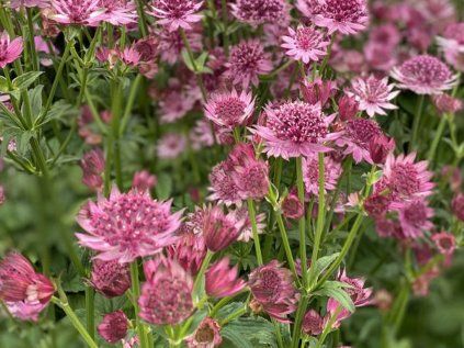 4434 astrantia roma