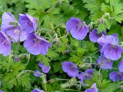 4975 geranium himalayense