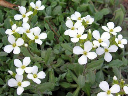 4485 arabis caucasica