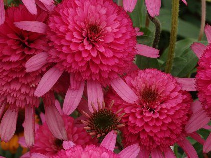 5770 echinacea souther belle