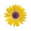 osteospermum tropic sun 26