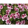 2037 muskat velkokvety pac candy flowers bicolor