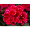 Muškát hybridní Calliope® M Red Splash | Pelargonium interspecific