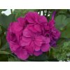 Muškát převislý plnokvětý Royal® Blue | Pelargonium peltatum