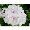 Muškát převislý plnokvětý Royal® White Wings | Pelargonium peltatum