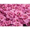 Ostruhatka barbeřina Piccadilly® Hot Pink | Diascia barberae